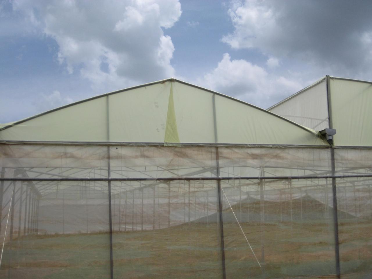 Greenhouse Project 74